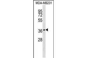 Western blot analysis in MDA-MB231 cell line lysates (35ug/lane). (HEYL antibody  (N-Term))