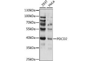 Western blot analysis of extracts of various cell lines, using PDCD2 antibody (ABIN7269541) at 1:1000 dilution. (PDCD2 antibody  (AA 1-344))