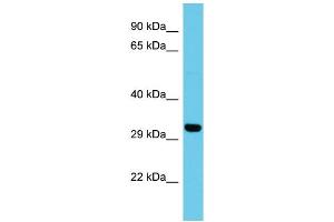 Host: Rabbit Target Name: ATP5SL Sample Type: HepG2 Whole Cell lysates Antibody Dilution: 1. (ATP5SL antibody  (N-Term))