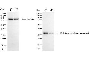 Western blotting analysis using DNA damage inducible transcript 3 antibody (ABIN7798369). (Recombinant DDIT3 antibody)