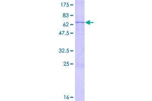 PRP8 Pre-mRNA Processing Factor 8 (PRPF8) (AA 1-267) protein (GST tag)
