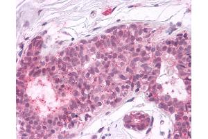 Anti-PTPRA antibody IHC of human breast, epithelium. (PTPRA antibody  (Cytoplasmic Domain))
