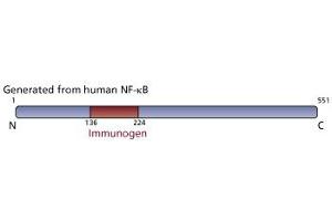 Image no. 3 for anti-Nuclear Factor-kB p65 (NFkBP65) (AA 136-224) antibody (ABIN968223) (NF-kB p65 antibody  (AA 136-224))