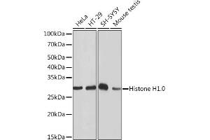 Western blot analysis of extracts of various cell lines, using Histone H1. (Histone H1 antibody)