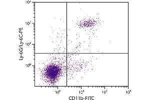 BALB/c mouse splenocytes were stained with Rat Anti-Mouse CD11b-FITC. (CD11b antibody)