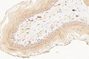 Immunohistochemistry analysis of paraffin-embedded rat esophagus using,KCNK7 (ABIN7075149) at dilution of 1: 1200 (KCNK7 antibody)