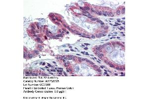 Immunohistochemistry with Human Colon lysate tissue at an antibody concentration of 5. (TULP2 antibody  (N-Term))