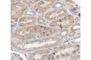 ABIN6266671 at 1/100 staining human Kidney tissue sections by IHC-P. (Urocortin antibody  (Internal Region))