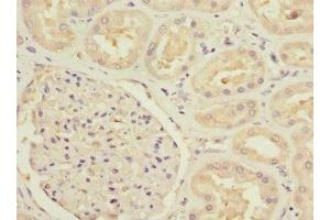 Immunohistochemistry of paraffin-embedded human kidney tissue using ABIN7160191 at dilution of 1:100 (MTHFD1L antibody  (AA 759-978))