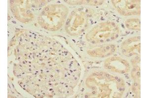 Immunohistochemistry of paraffin-embedded human kidney tissue using ABIN7160191 at dilution of 1:100 (MTHFD1L antibody  (AA 759-978))