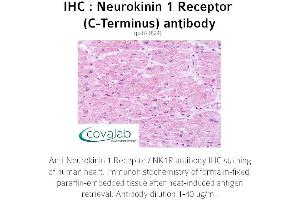 Image no. 1 for anti-Tachykinin Receptor 1 (TACR1) (C-Term) antibody (ABIN1737292) (TACR1 antibody  (C-Term))