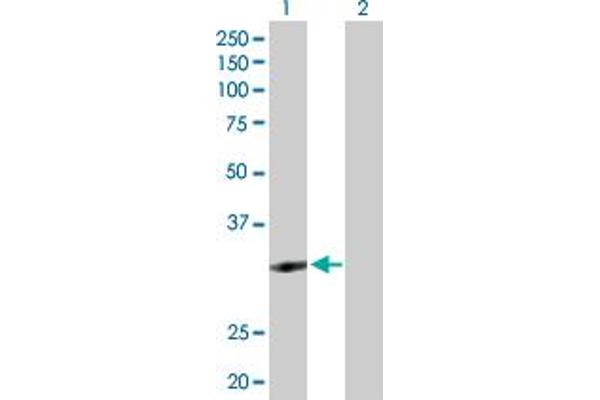 ZNF124 antibody  (AA 1-289)