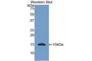 Western Blotting (WB) image for anti-Epidermal Growth Factor (EGF) (AA 367-489) antibody (ABIN1173133)