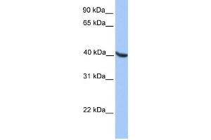 WB Suggested Anti-OLIG2 Antibody Titration:  0. (OLIG2 antibody  (N-Term))