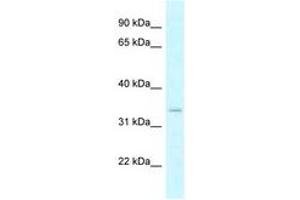 Image no. 1 for anti-Dehydrogenase/reductase (SDR Family) X-Linked (DHRSX) (AA 32-81) antibody (ABIN6747815) (DHRSX antibody  (AA 32-81))