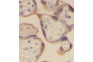 IHC analysis of paraffin-embedded human placenta, using PLAP antibody (1/100 dilution).
