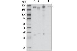 Western Blot showing RON antibody used against HCC827 (1), HT-29 (2), HCT-116 (3) and BxPC-3 (4) cell lysate. (MST1R antibody  (AA 210-320))