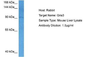 Host: Rabbit Target Name: GRIA3 Sample Tissue: Mouse Liver Antibody Dilution: 1ug/ml (Glutamate Receptor 3 antibody  (N-Term))