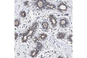 Immunohistochemical staining of human breast with KRBA1 polyclonal antibody  shows moderate positivity in glandular cells at 1:200-1:500 dilution. (KRBA1 antibody)