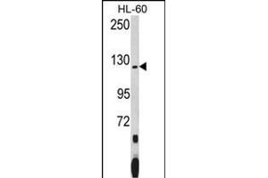 Western blot analysis of PUM1 (Human N-term) (ABIN392129 and ABIN2841869) in HL-60 cell line lysates (35 μg/lane). (PUM1 antibody  (N-Term))