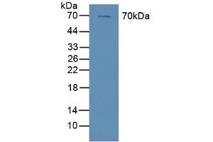 Figure. (PTGS1 antibody  (AA 367-599))