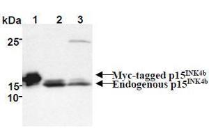 Western Blotting (WB) image for anti-Cyclin-Dependent Kinase Inhibitor 2B (p15, Inhibits CDK4) (CDKN2B) antibody (ABIN1449282) (CDKN2B antibody)
