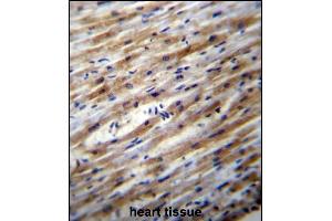 POFUT1 Antibody (C-term) (ABIN656675 and ABIN2845914) immunohistochemistry analysis in formalin fixed and paraffin embedded human heart tissue followed by peroxidase conjugation of the secondary antibody and DAB staining. (POFUT1 antibody  (C-Term))