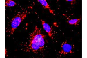 Proximity Ligation Analysis of protein-protein interactions between KIT and CSF2RA. (CSF2RA antibody  (AA 1-400))