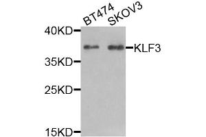 Western blot analysis of extracts of various cell lines, using KLF3 antibody (ABIN5974328) at 1/1000 dilution. (KLF3 antibody)