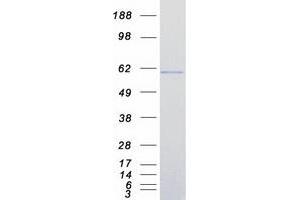 Validation with Western Blot (IRF7 Protein (Transcript Variant A) (Myc-DYKDDDDK Tag))