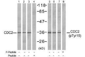 Image no. 1 for anti-Cyclin-Dependent Kinase 1 (CDK1) (pTyr15) antibody (ABIN196997) (CDK1 antibody  (pTyr15))