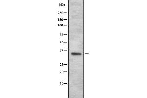 Western blot analysis OR4N2 using HepG2 whole cell lysates (OR4N2 antibody)