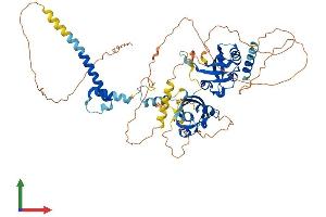 AlphaFold protein structure predicition of Mouse Recombinant Bmal1 Protein, UniprotID Q9WTL8