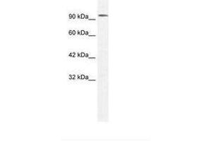 Image no. 1 for anti-Chloride Channel 3 (CLCN3) (AA 620-670) antibody (ABIN305991) (CLCN3 antibody  (AA 620-670))