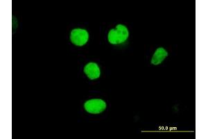 Immunofluorescence of purified MaxPab antibody to RFC2 on HeLa cell. (RFC2 antibody  (AA 1-320))