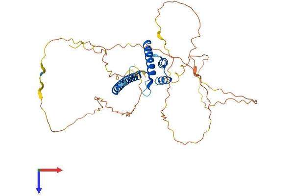 NEUROD2 Protein (AA 1-383) (His tag)