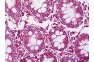 Anti-IRS2 / IRS-2 antibody IHC staining of human colon. (IRS2 antibody  (AA 1288-1338))