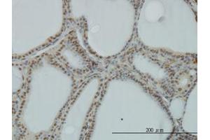 Image no. 1 for anti-Polymerase (RNA) I Polypeptide C, 30kDa (POLR1C) (AA 1-347) antibody (ABIN599083) (POLR1C antibody  (AA 1-347))
