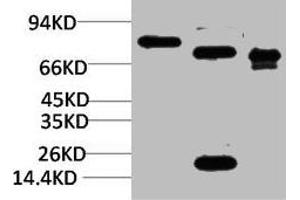 Western blot analysis of 1) Rat BrainTissue, 2)Mouse Brain Tissue, 3) HepG2 with KCNN2(SK2) Rabbit pAb diluted at 1:2,000. (KCNN2 antibody)
