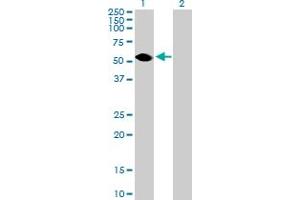 Western Blot analysis of TEKT3 expression in transfected 293T cell line by TEKT3 MaxPab polyclonal antibody.