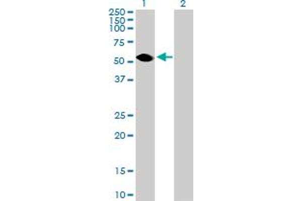 Tektin 3 antibody  (AA 1-490)