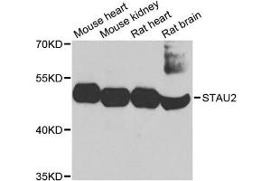 Western blot analysis of extracts of various cell lines, using STAU2 antibody (ABIN1874974) at 1:1000 dilution. (Double-stranded RNA-binding protein Staufen homolog 2 (STAU2) antibody)