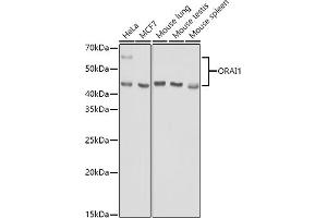 Western blot analysis of extracts of various cell lines, using (ABIN6130598, ABIN6145053, ABIN6145055 and ABIN6223281) at 1:1000 dilution. (ORAI1 antibody  (AA 202-301))