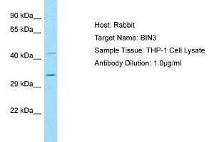 Host: RabbitTarget Name: BIN3Antibody Dilution: 1. (BIN3 antibody  (N-Term))