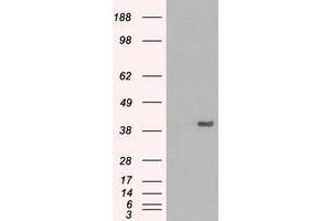 Image no. 1 for anti-Mitogen-Activated Protein Kinase 1 (MAPK1) antibody (ABIN1499290) (ERK2 antibody)