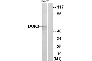 Western blot analysis of extracts from HepG2 cells, using DOK3 antibody.