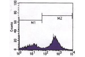 FC analysis CD3 expressed in human peripheral blood cells. (CD3 antibody)