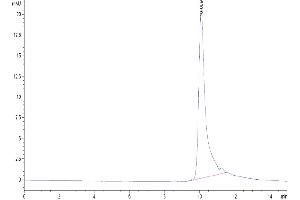 The purity of Human IL-20 is greater than 95 % as determined by SEC-HPLC. (IL-20 Protein (AA 25-176) (His tag))