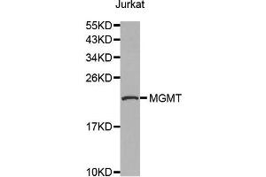 Western blot analysis of extracts of Jurkat cell line, using MGMT antibody. (MGMT antibody  (AA 1-207))