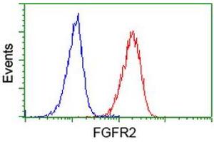 Image no. 2 for anti-Fibroblast Growth Factor Receptor 2 (FGFR2) antibody (ABIN1498252) (FGFR2 antibody)